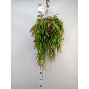 Pseudorhipsalis ramulosa