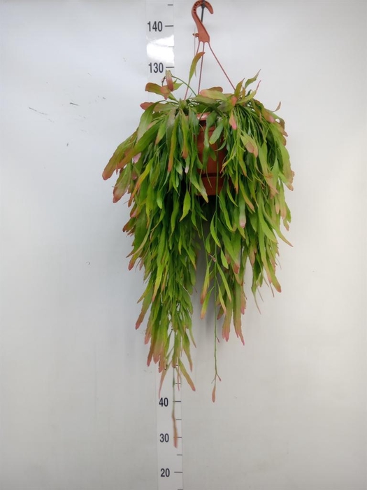 <h4>Pseudorhipsalis ramulosa</h4>
