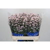 Aster Claudia