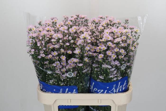 <h4>Aster Claudia</h4>
