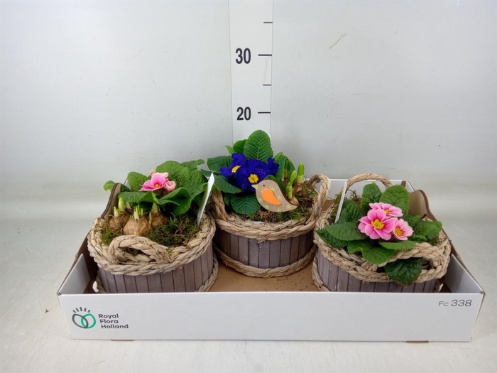 <h4>Arr. Tuinplanten L%</h4>