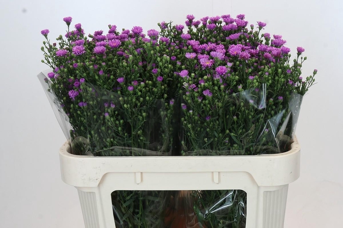 <h4>Aster Casarosa</h4>