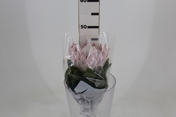 <h4>PROTEA CYNAROIDE COMPACTA 040 CM</h4>