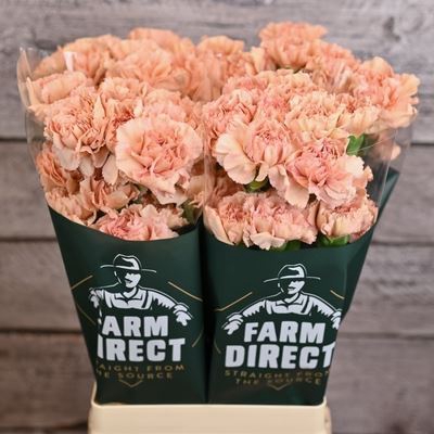 <h4>Dianthus ST 'Caramel'</h4>