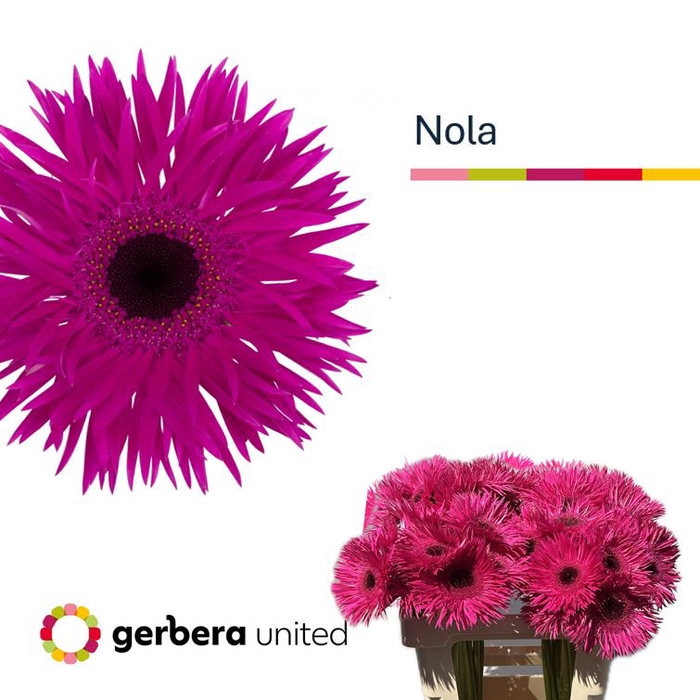 <h4>Gerbera Spider Nola Water x40</h4>