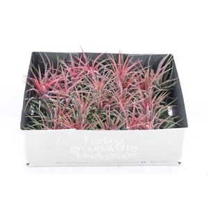 arr3 CP - Till. Ionantha rood x20