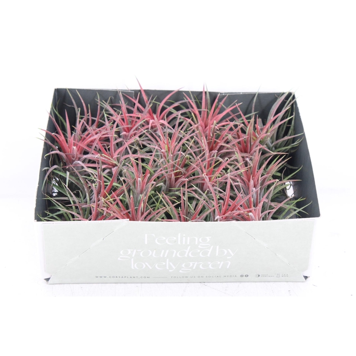 <h4>Arr3 Cp - Till. Ionantha Rood X20</h4>