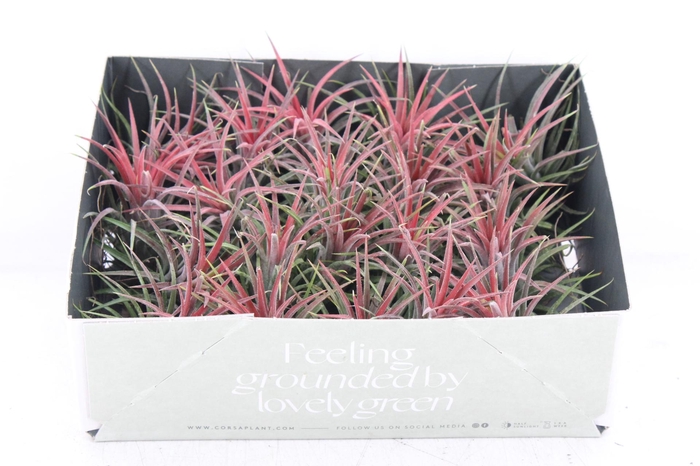 Arr3 Cp - Till. Ionantha Rood X20