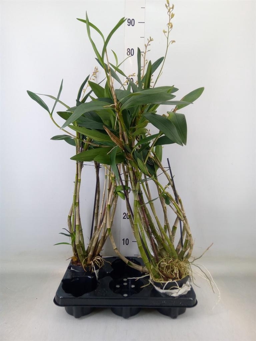 <h4>Orchideeen   ...</h4>