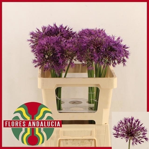 ALLIUM PURPLE RAIN