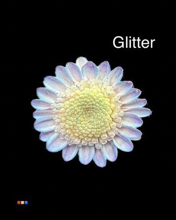 <h4>Chr T Stallion Dusty Bubblegum + Glit Bio</h4>