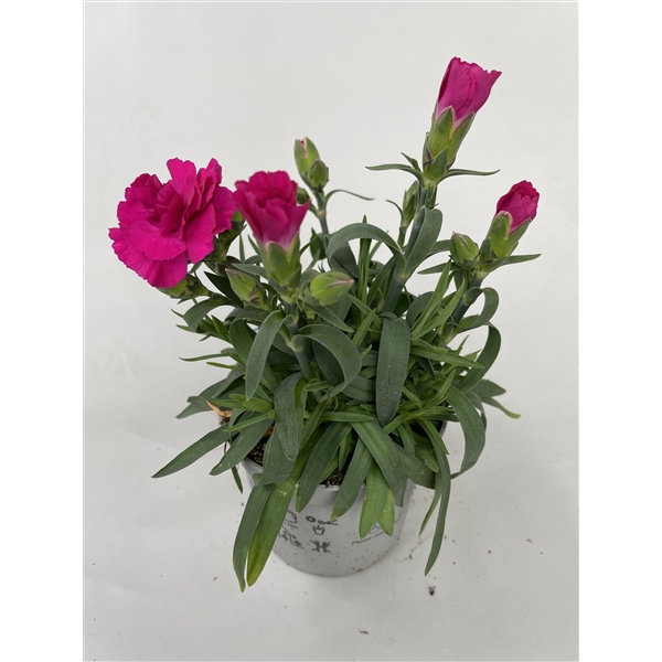 <h4>Dianthus Amy p9</h4>