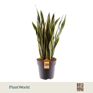 Sansevieria Laurentii 90-100 cm