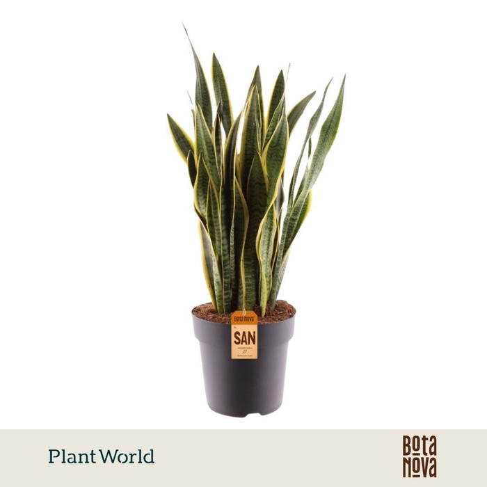 <h4>Sansevieria Laurentii 90-100 cm</h4>