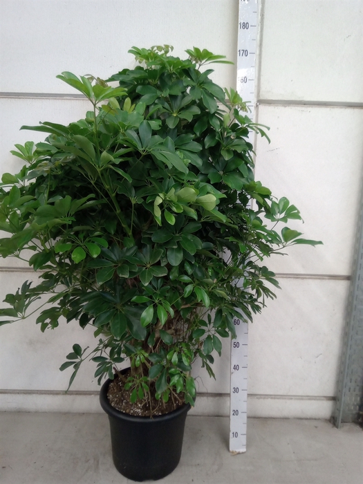 <h4>Schefflera arbor. 'Compacta'</h4>