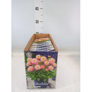 Dahlia   ...flowerbulbs