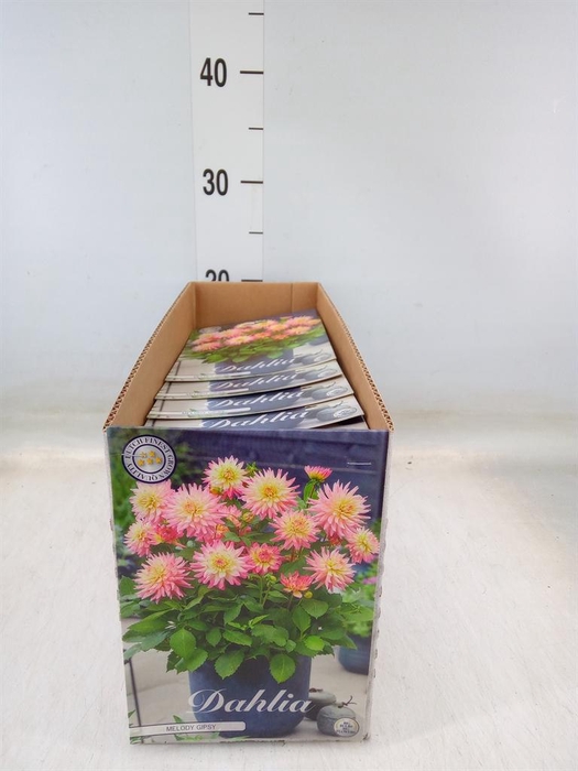 <h4>Dahlia   ...flowerbulbs</h4>