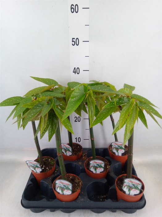 <h4>Begonia  'Tamaya'</h4>