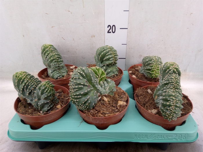 <h4>Cereus   ...</h4>