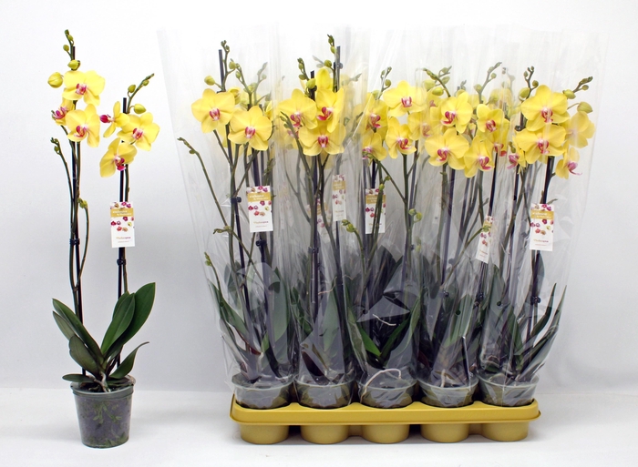 <h4>PHAL F LIMELIGHT</h4>