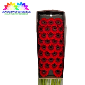 Germini Nirvana Doos