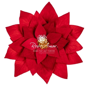 Poinsettia Red02