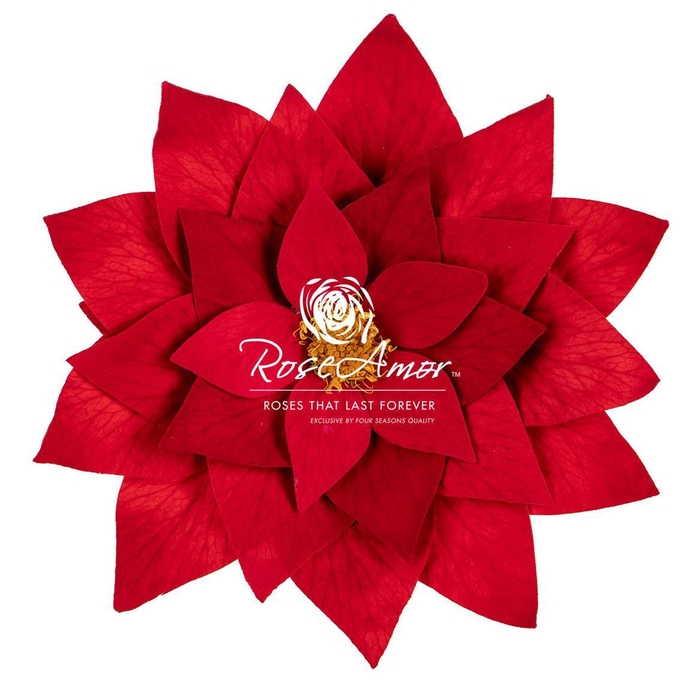 <h4>Poinsettia Red02</h4>