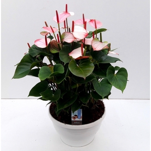 ANTHU AN ADIOS ELEGANCE BIG BOWL