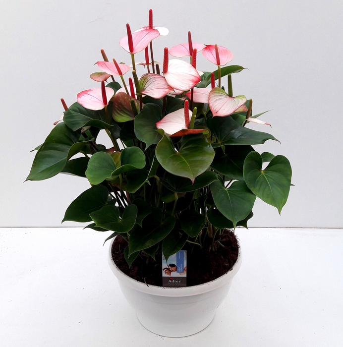 <h4>ANTHU AN ADIOS ELEGANCE BIG BOWL</h4>