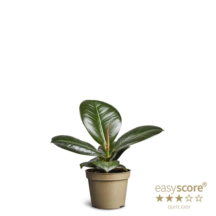 <h4>FICUS ELASTICA p6 Sofia</h4>