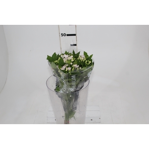 BOUVARDIA ELEGANCE BIANCA 040 CM
