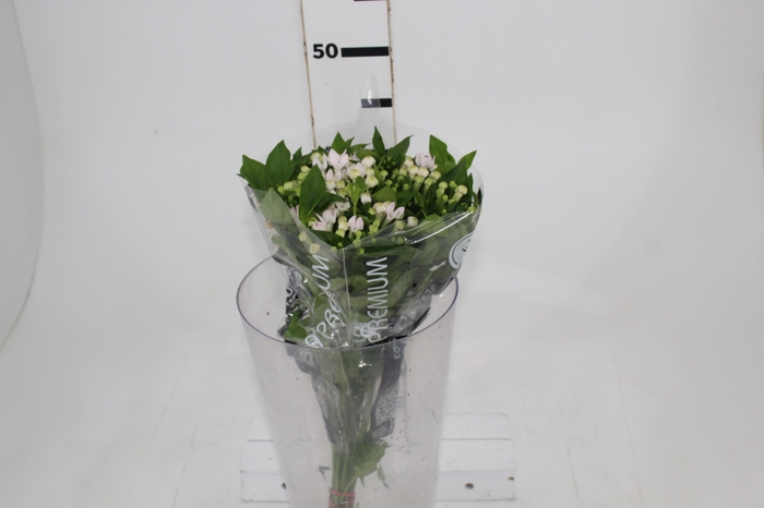 <h4>BOUVARDIA ELEGANCE BIANCA 040 CM</h4>