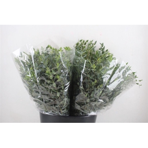 Euca Parvifolia Short 150gr P Bunch