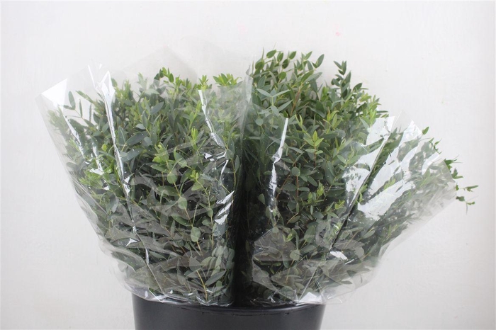 <h4>Euca Parvifolia Short 150gr P Bunch</h4>