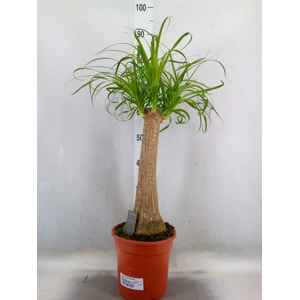 Beaucarnea recurvata