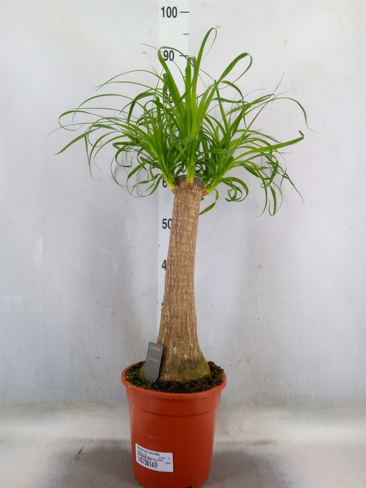 <h4>Beaucarnea recurvata</h4>