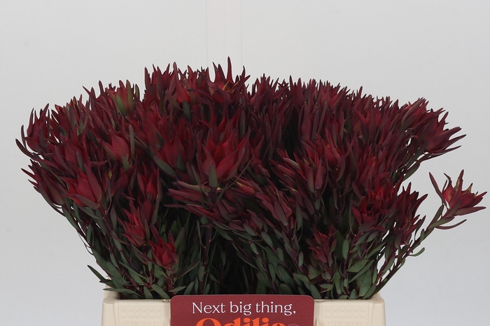 <h4>Leucadendron Blush Spray</h4>