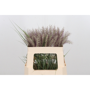 Pennisetum Karly Roze