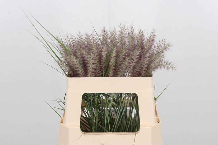 <h4>Pennisetum Karly Roze</h4>