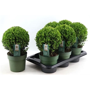 ILEX CRENATA JENNY