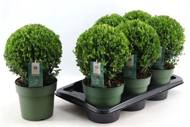ILEX CRENATA JENNY