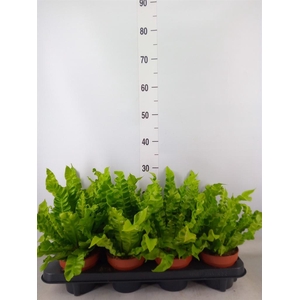 Asplenium nidus 'Crispy Wave'