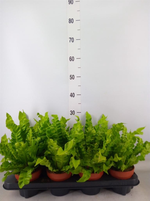 <h4>Asplenium nidus 'Crispy Wave'</h4>