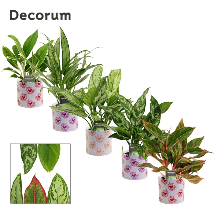 <h4>Aglaonema mix 12 cm in Nine (Bubblicious-collection)</h4>