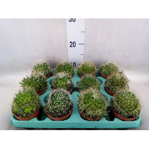 Mammillaria