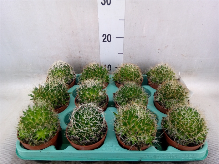 <h4>Mammillaria</h4>