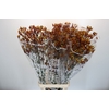 Anigozanthos Gold Fever