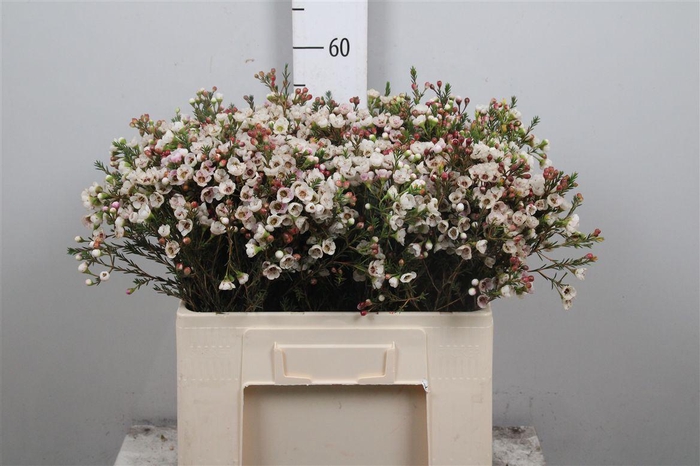 <h4>Chame Moonl Delight</h4>