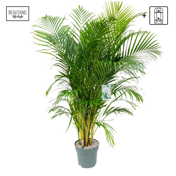 <h4>Dypsis Lutescens</h4>