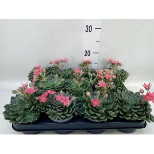 Graptopetalum tacitus